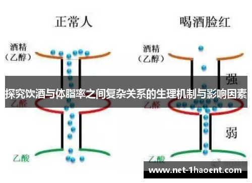 探究饮酒与体脂率之间复杂关系的生理机制与影响因素